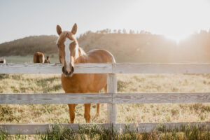 Horse-centered vacations - a horse in pasture at the Circle Bar Guest Ranch.