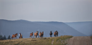 Horseback riding at a True Guest Ranch in the True Ranch Collection.