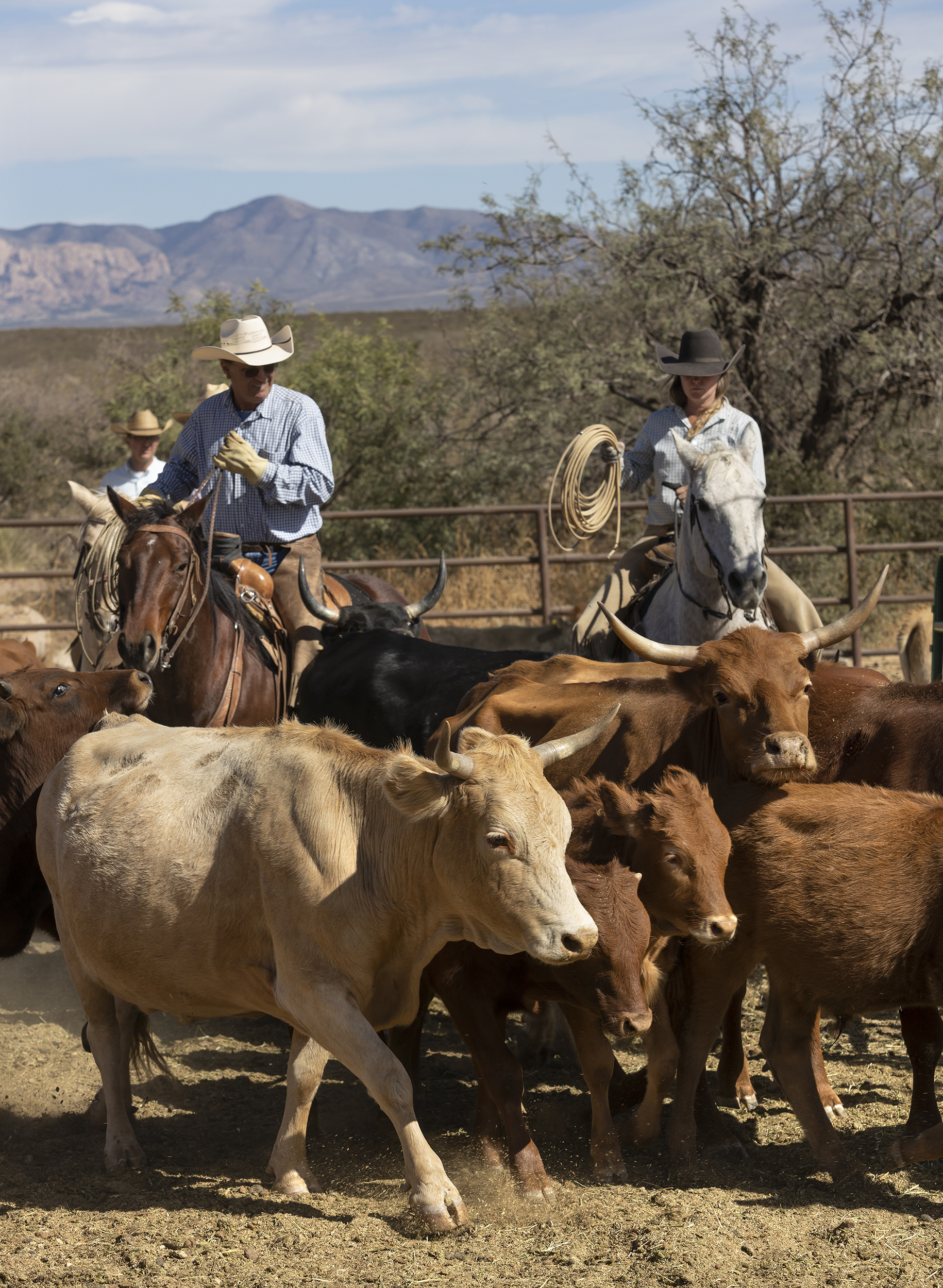 Riders in an arena with cows during a cattle drive at Tombstone Monument Ranch.