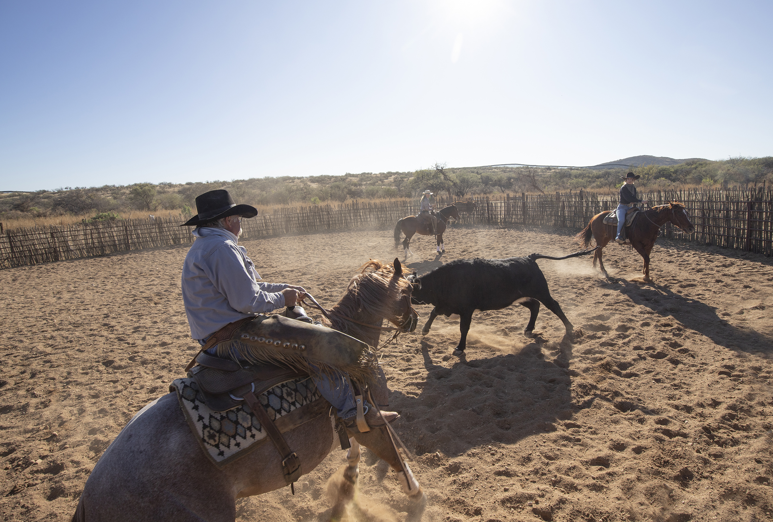 Cattle work demonstration at Rancho de la Osa, a True Guest Ranch.