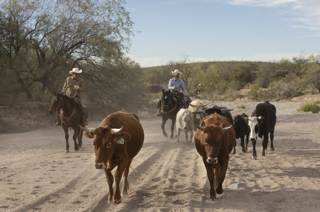 safari texas ranch jobs